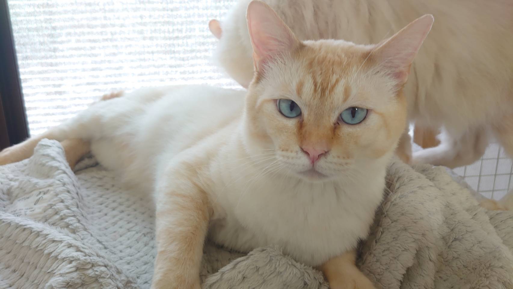 香川県【保健所レスキュー】優しい色合いのシブーストくん