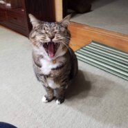 10歳、人間大好き女の子　成猫※里親決まりました🙏感謝🌞