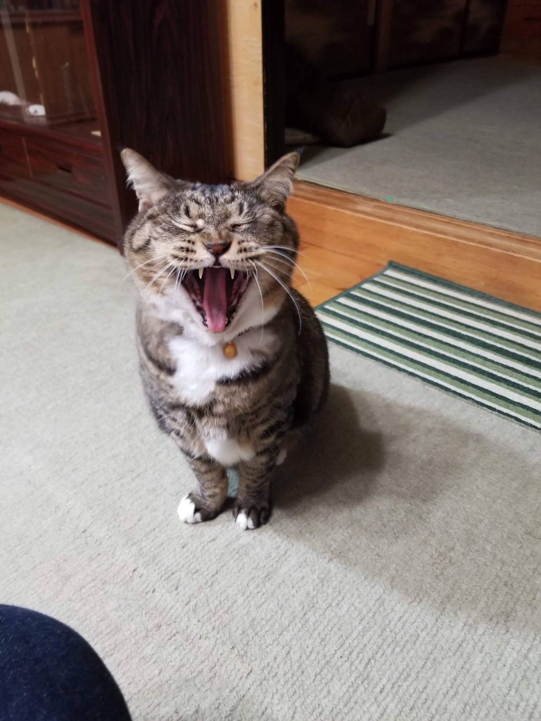 10歳、人間大好き女の子　成猫※里親決まりました🙏感謝🌞