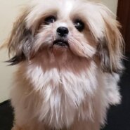 里親様決まりました。