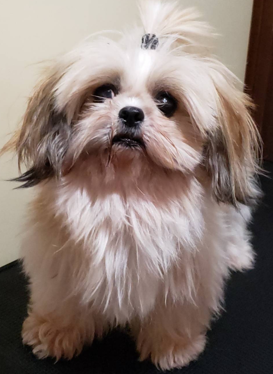 里親様決まりました。