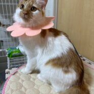 おてんばだけどちょっぴりドジな中毛女の子