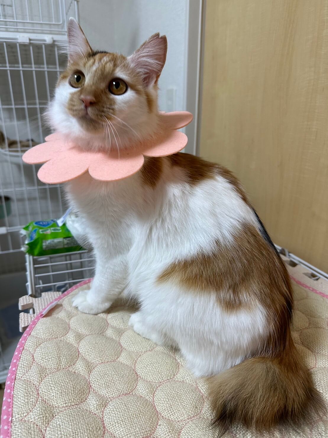 おてんばだけどちょっぴりドジな中毛女の子