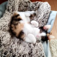 in春日井市☆全部で子猫が40匹～2会場に子猫がいる！☆2023年12月16日（土）～ 非営利団体「ちーむ にゃいんず」