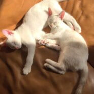 in瀬戸市☆全部で子猫が50匹～2会場で子猫祭り！☆2023年12月10日（日）～ 非営利団体「ちーむ にゃいんず」