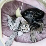 in豊明市☆全部で子猫が50匹～2会場で子猫祭り！☆2023年12月10日（日）～ 非営利団体「ちーむ にゃいんず」