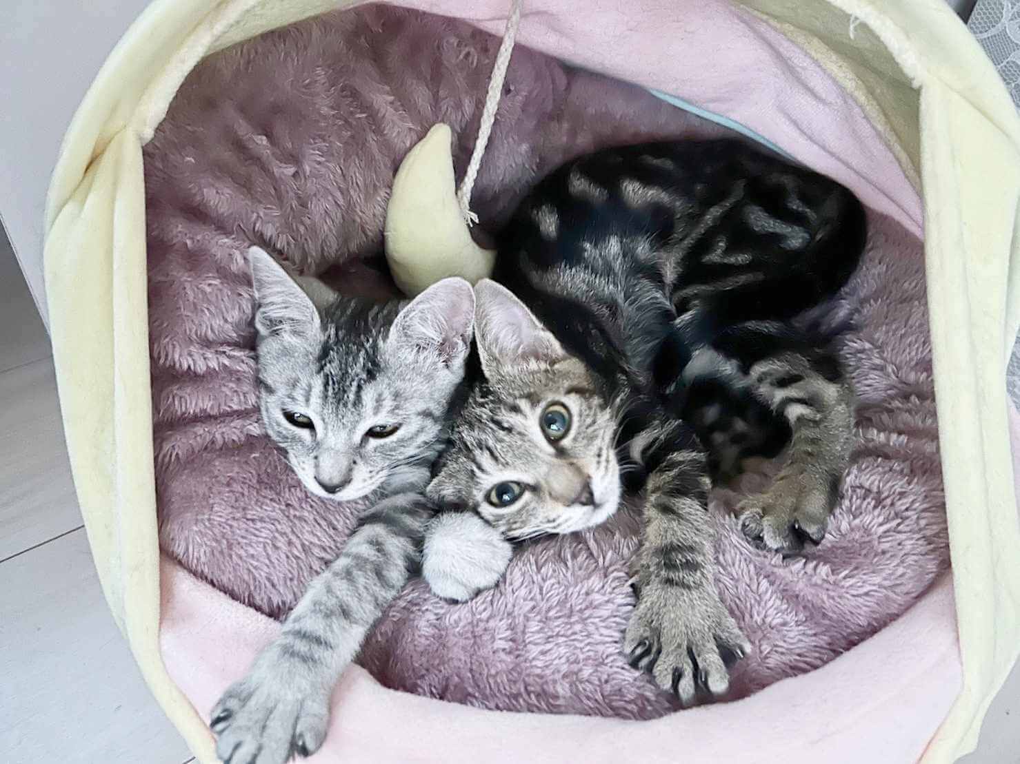 in豊明市☆全部で子猫が50匹～2会場で子猫祭り！☆2023年12月10日（日）～ 非営利団体「ちーむ にゃいんず」