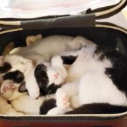 in春日井市☆初猫☆猫始め☆子猫もいるお正月祭！☆2024年1月6日（土）～ 非営利団体「ちーむ にゃいんず」