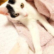 in江南市☆全部で子猫が40匹～2会場で子猫祭り！☆2023年12月24日（日）～ 非営利団体「ちーむ にゃいんず」