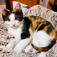 in瀬戸市☆初猫☆猫始め☆子猫もいるお正月祭！☆2024年1月3日（水）～ 非営利団体「ちーむ にゃいんず」