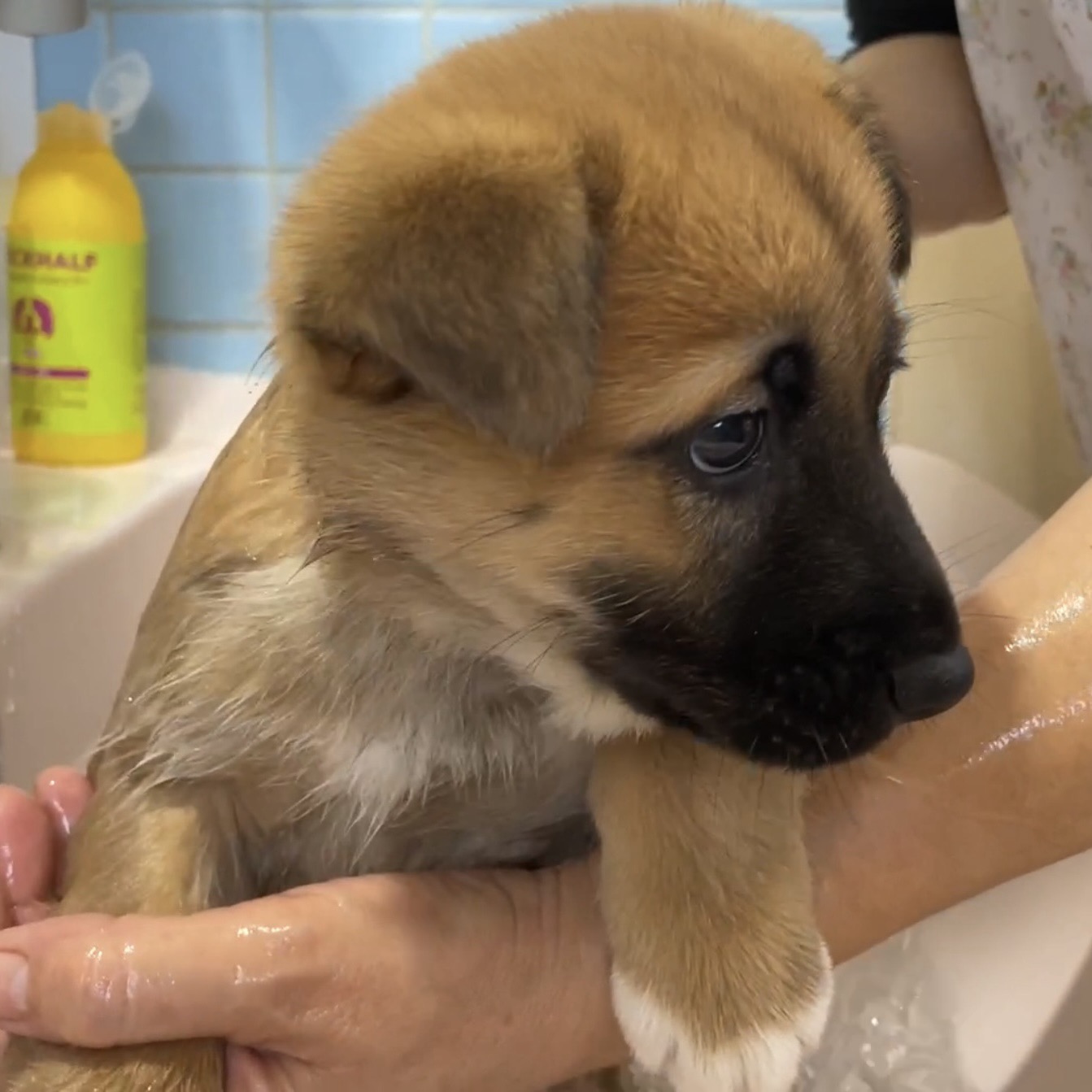 【急募】2ヶ月お膝が大好き女子ワクチン血液検査済