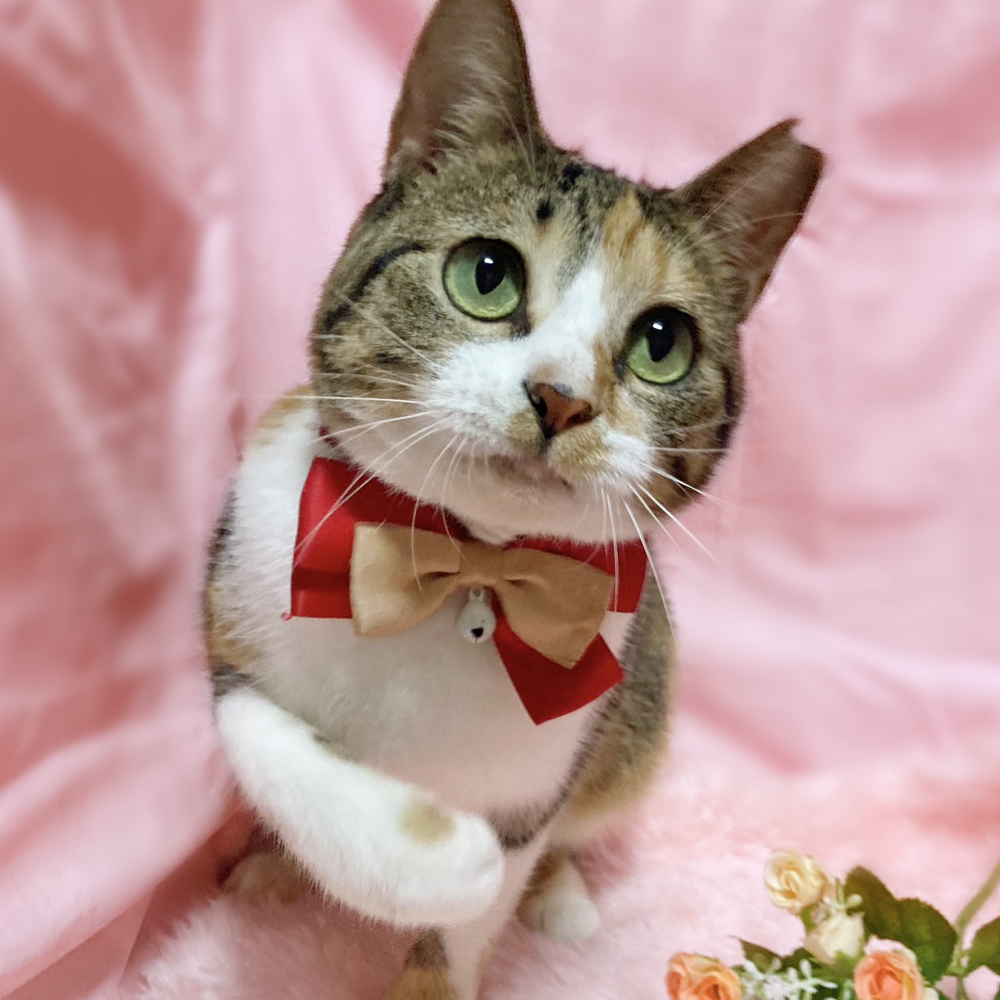 排泄神経ハンディあり！人が大好き『めぐ』