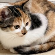 ★みけチャン★