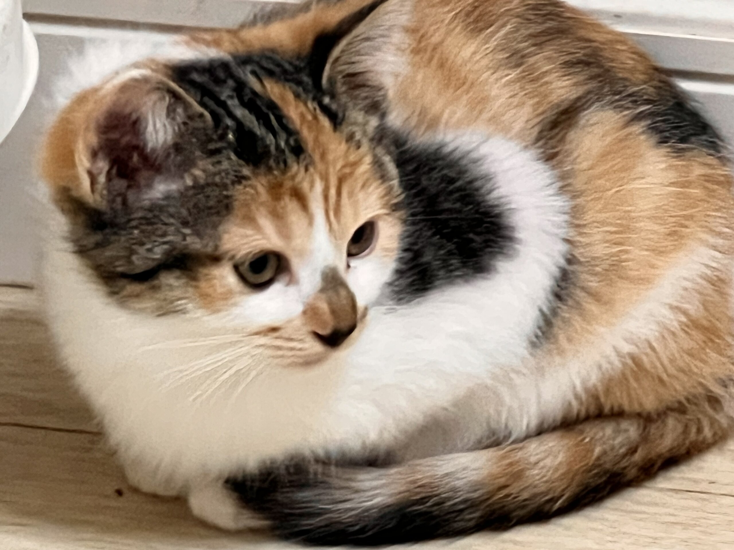 ★みけチャン★