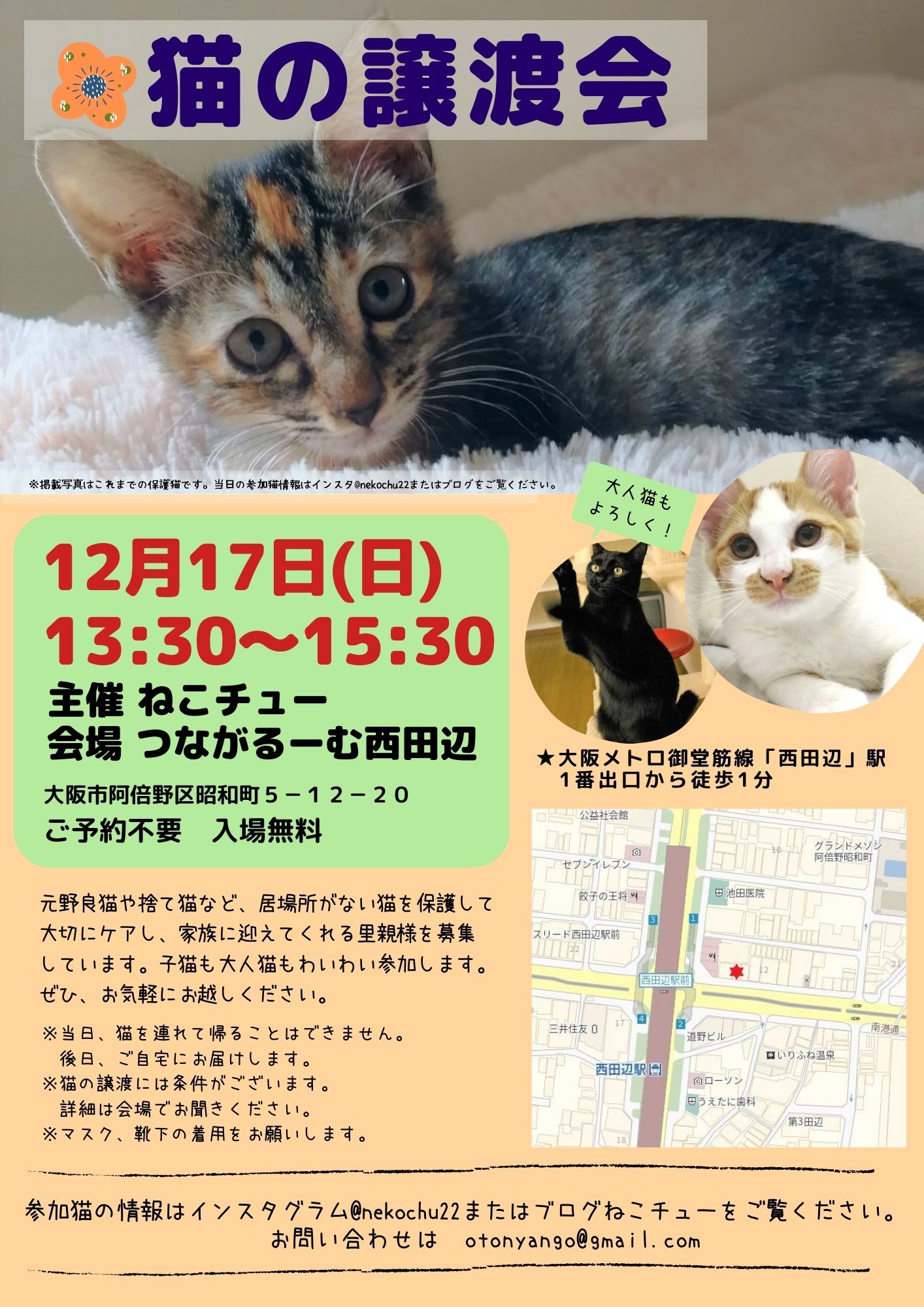 ねこチュー第22回猫の譲渡会