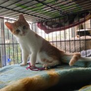 ふわふわモコモコな毛並みと愛くるしいお顔