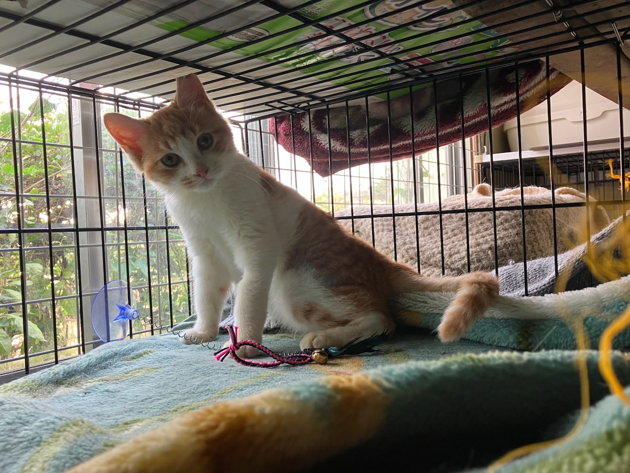 ふわふわモコモコな毛並みと愛くるしいお顔