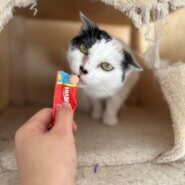 舌ぺろが可愛いおちゃめなゆきちゃん