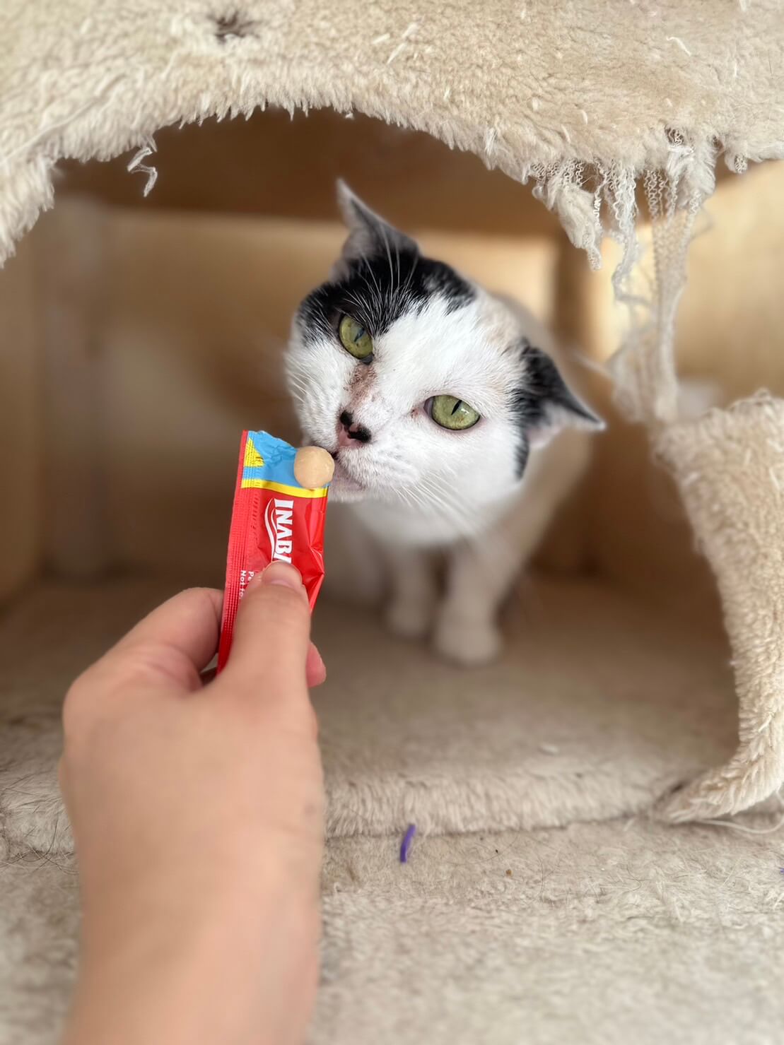 舌ぺろが可愛いおちゃめなゆきちゃん