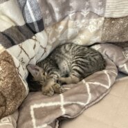 生後3ヶ月前後の子猫（女の子）