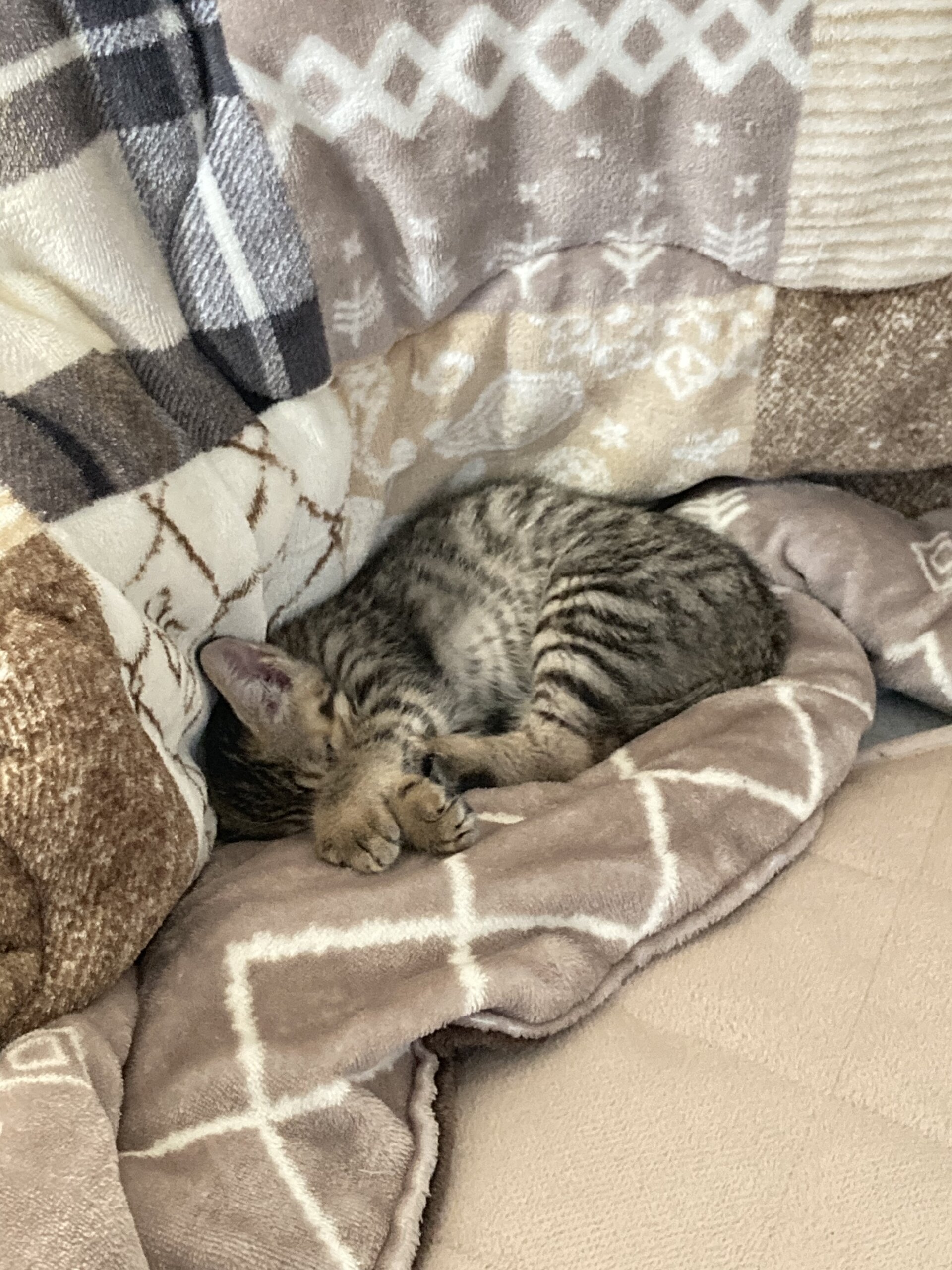 生後3ヶ月前後の子猫（女の子）
