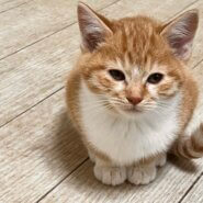 ★やんちゃなチャシロちゃん★