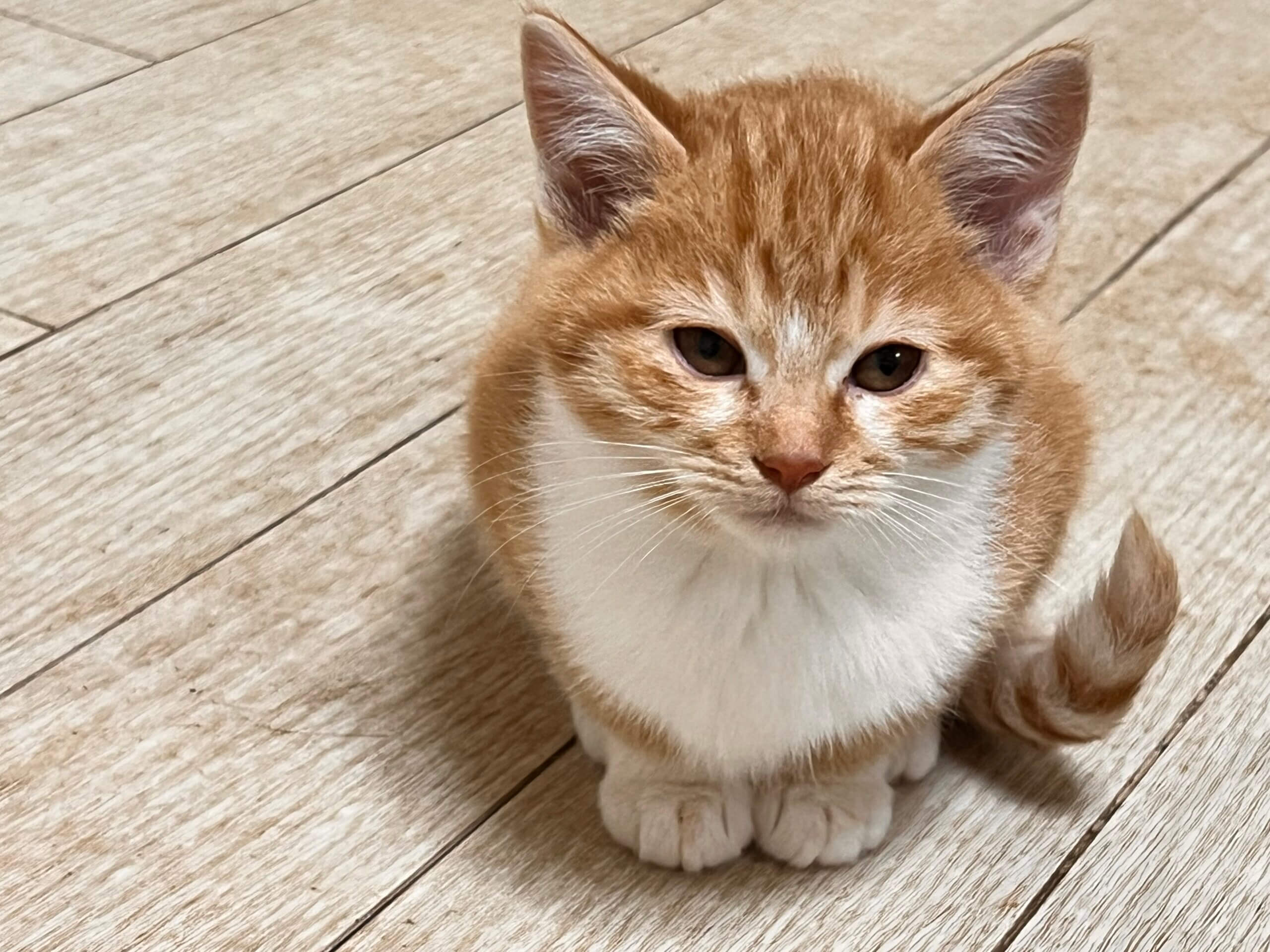 ★やんちゃなチャシロちゃん★