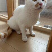 スリゴロ、抱っこ大好き💓甘えん坊な男の子