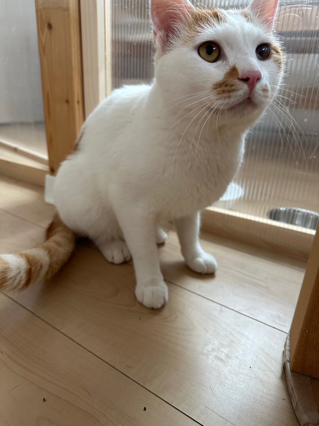 スリゴロ、抱っこ大好き💓甘えん坊な男の子