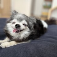 10歳 チワワの女の子