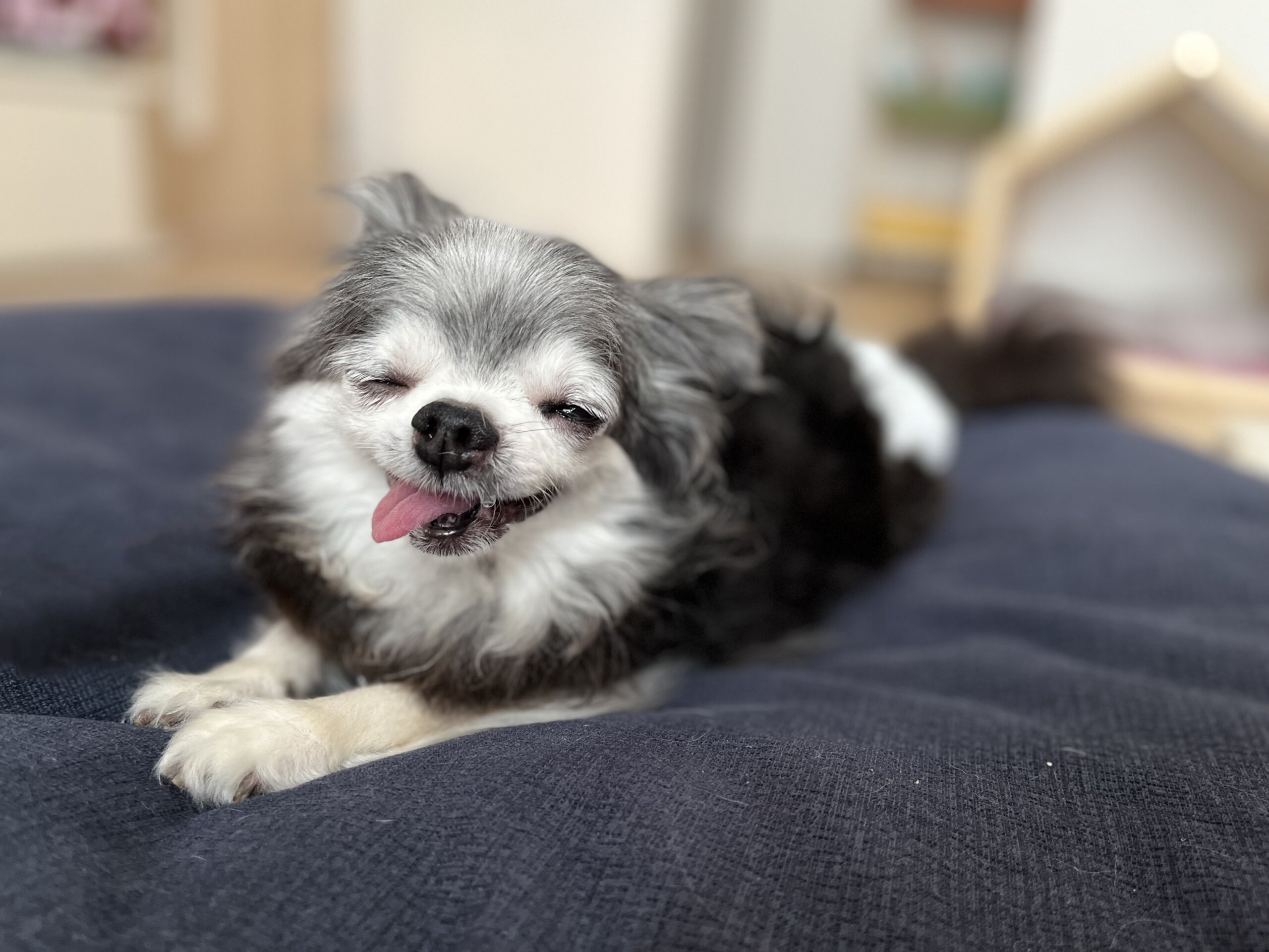 10歳 チワワの女の子