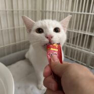 人慣れ修行中！可愛い真っ白な男の子