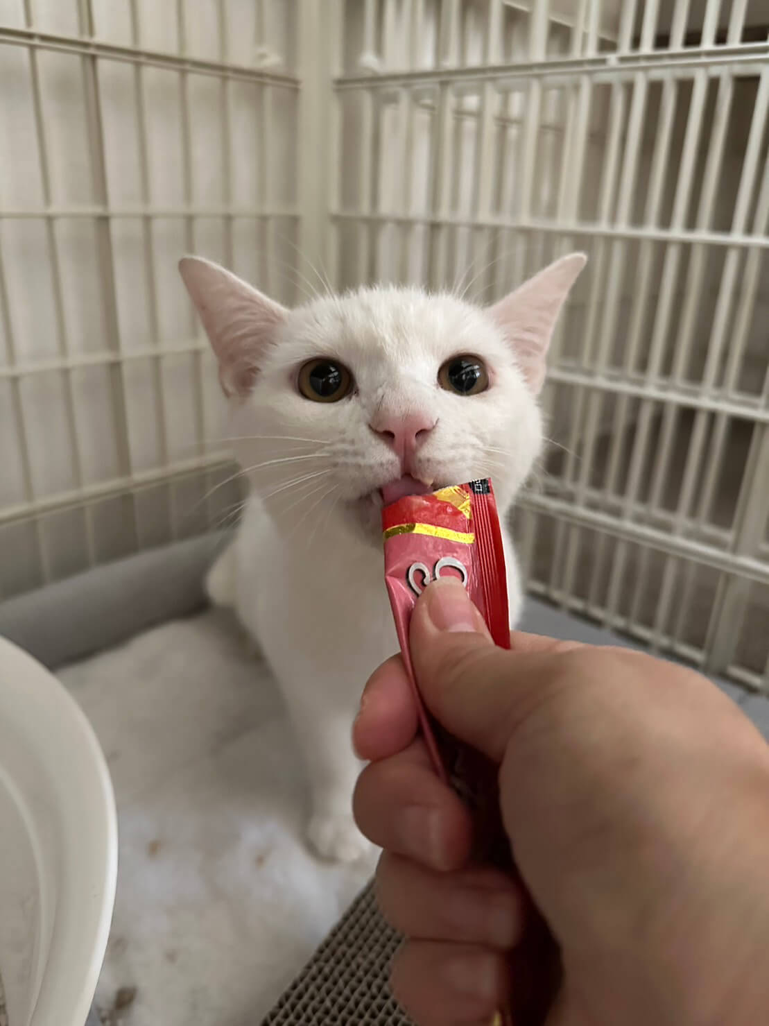 人慣れ修行中！可愛い真っ白な男の子