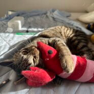 呼ぶと走ってくる甘えん坊な男の子💓