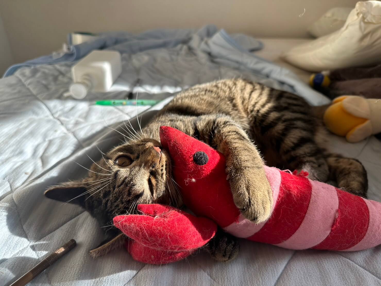 呼ぶと走ってくる甘えん坊な男の子💓