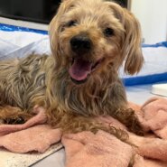 ヨークシャーテリアのおじいちゃん