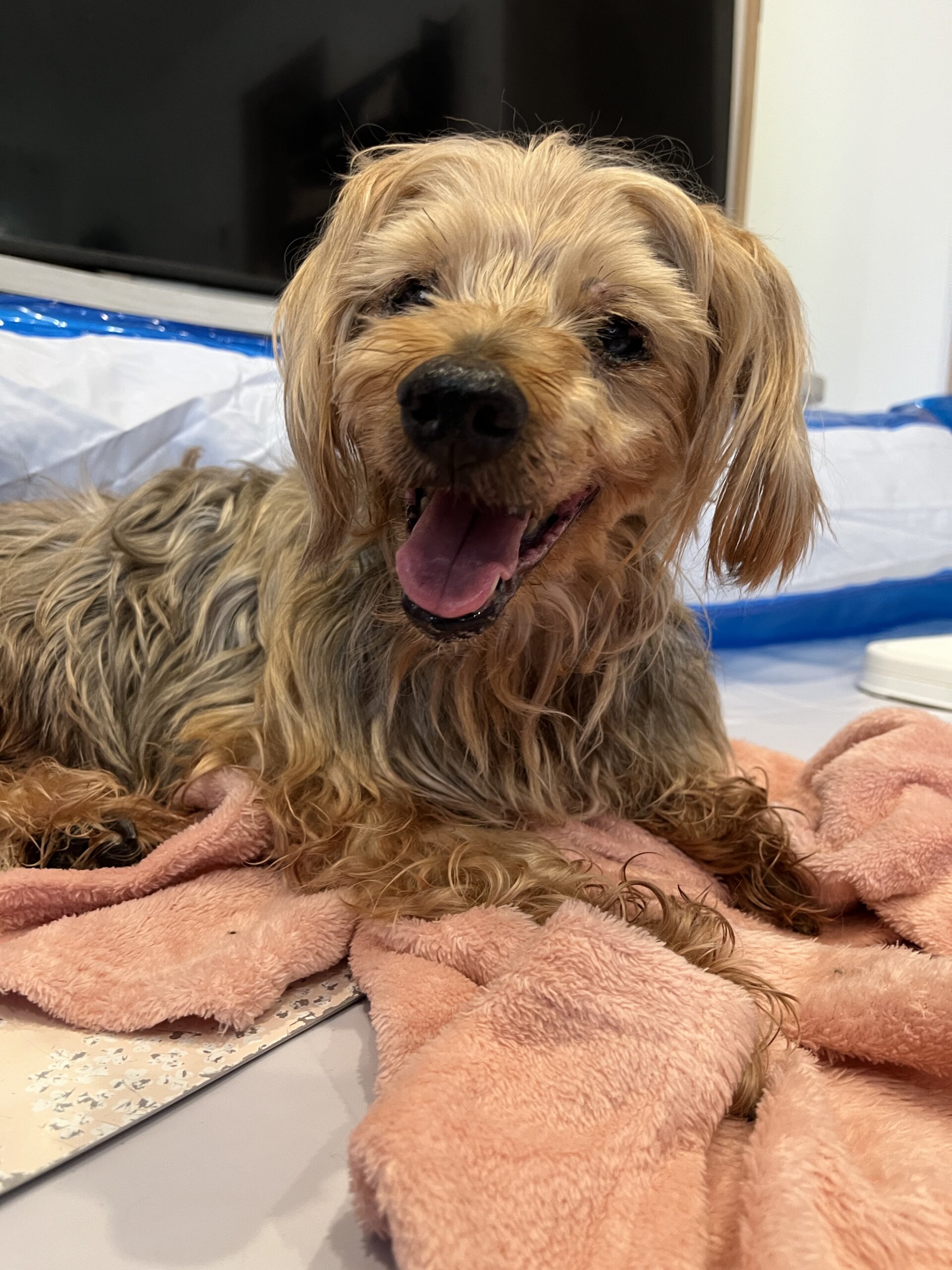 ヨークシャーテリアのおじいちゃん