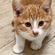 ★食いしん坊なチャシロちゃん★