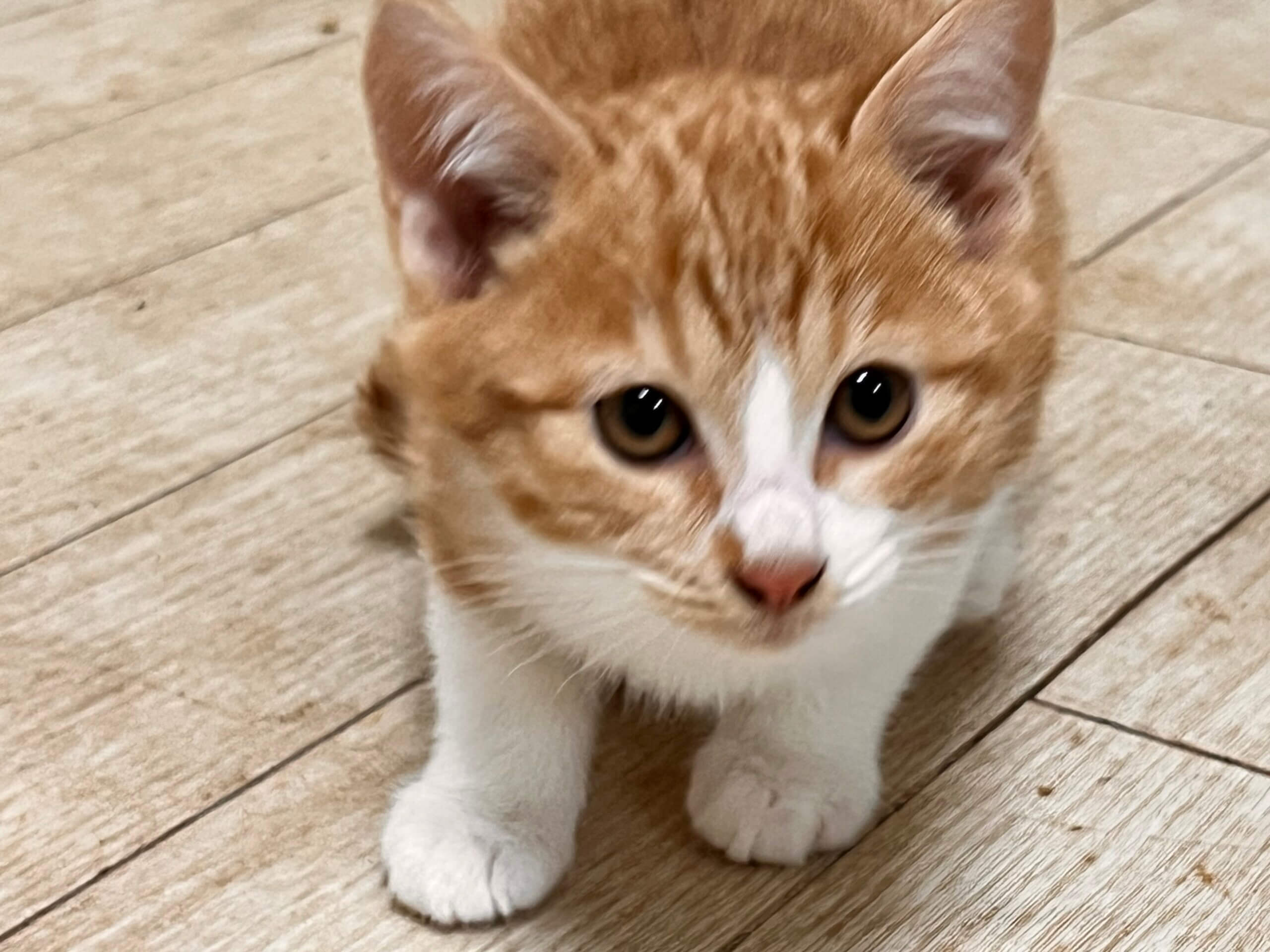 ★食いしん坊なチャシロちゃん★