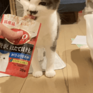 ダークグレーの毛色が綺麗な女の子