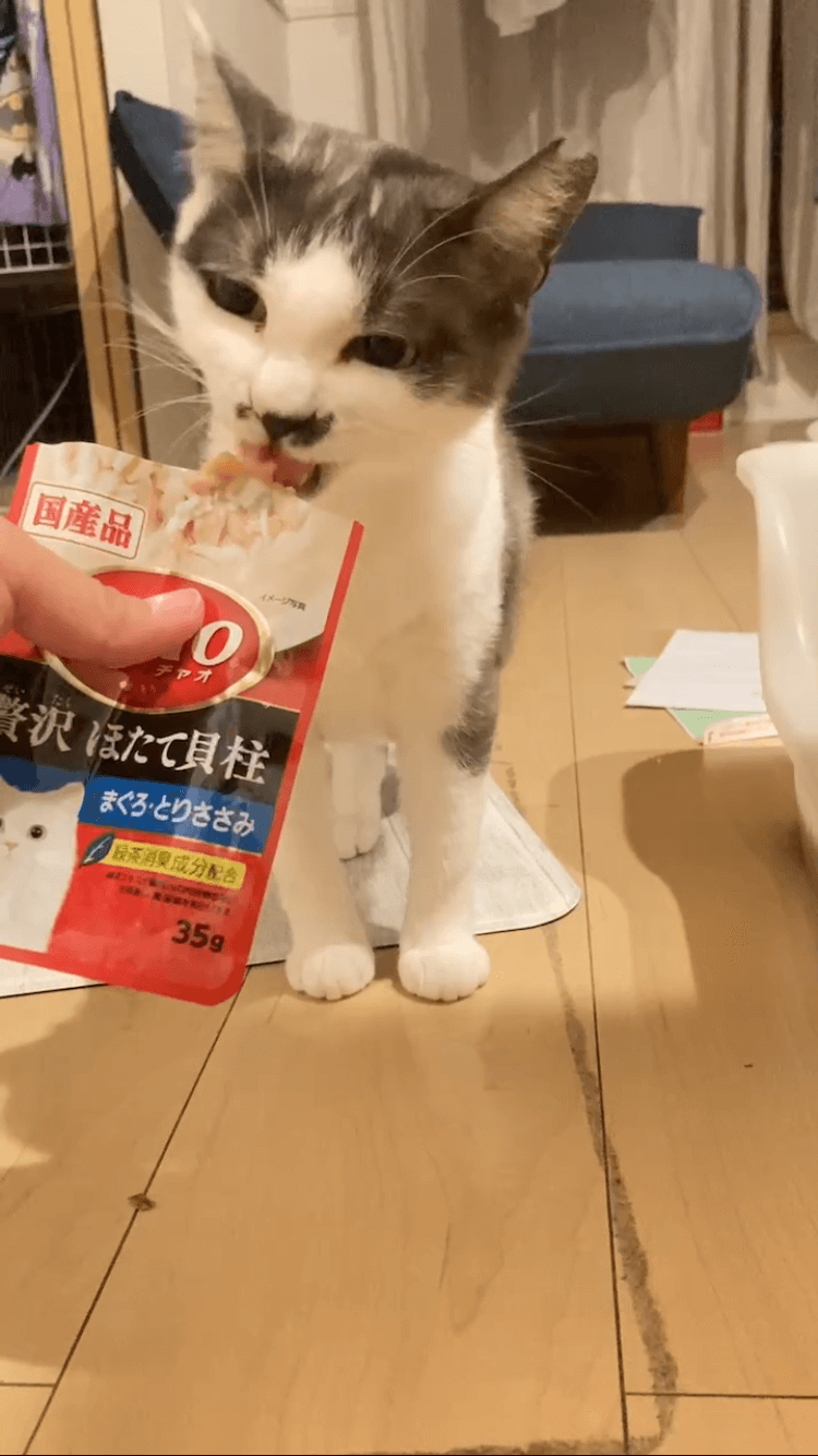 ダークグレーの毛色が綺麗な女の子