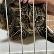 【緊急】長期預かりボランティアさんを募集いたします