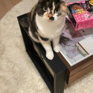 生後半年きなこちゃん