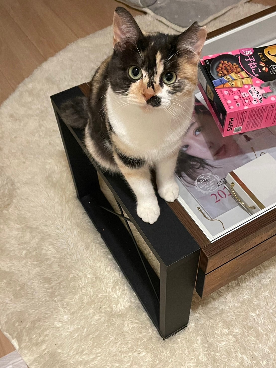 生後半年きなこちゃん