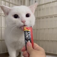 綺麗なブルーアイの男の子