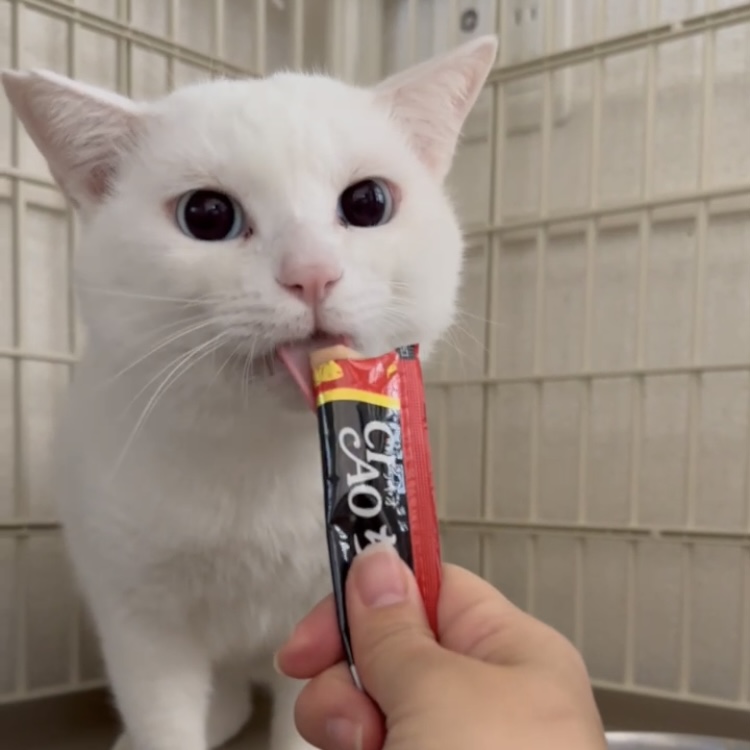 綺麗なブルーアイの男の子