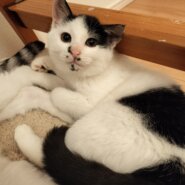 白黒モフモフ女の子✩.*˚ モウちゃん