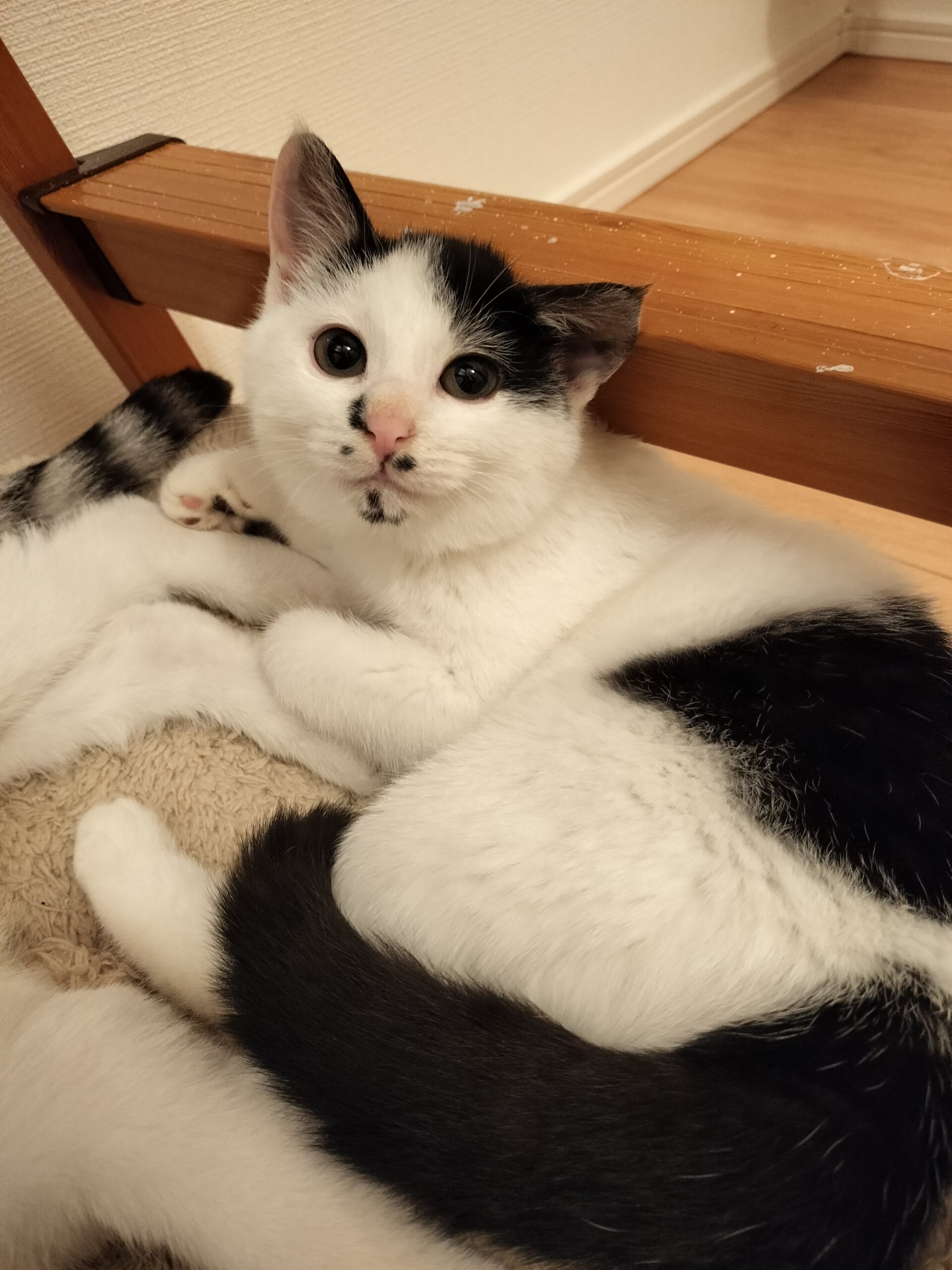 白黒モフモフ女の子✩.*˚ モウちゃん