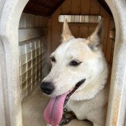 コーギーと柴の雑種 男の子 高齢