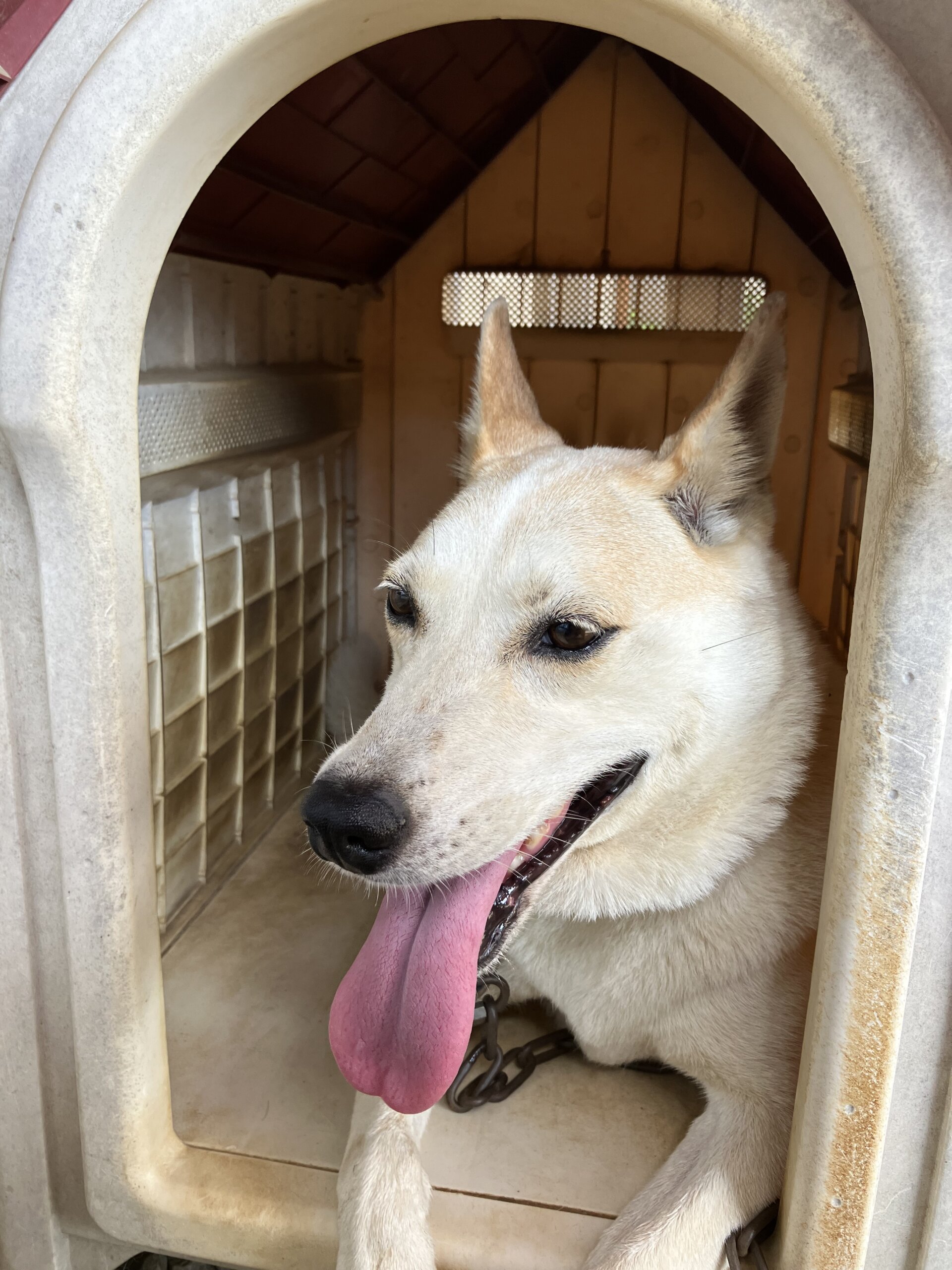 コーギーと柴の雑種 男の子 高齢